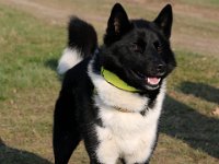 12-REL-Jaskari von der Sauhatz